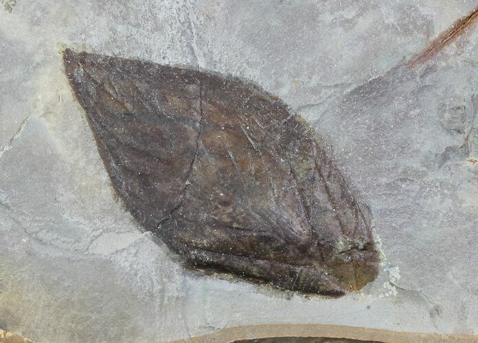 Detailed Fossil Leaf (unidentified) - Montana #68269